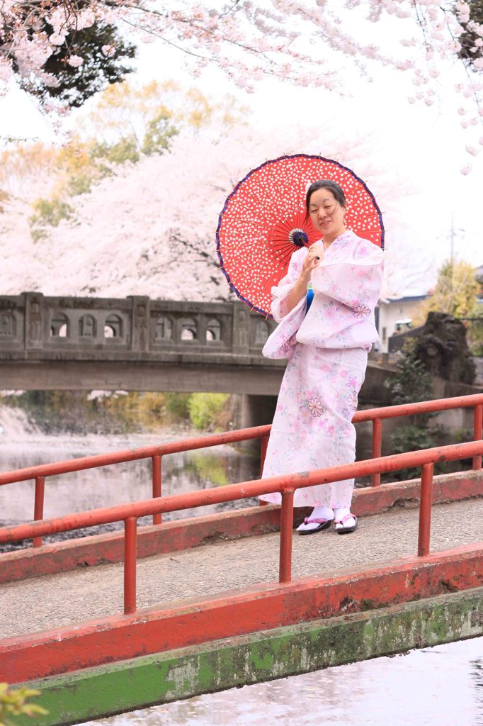  和傘,Sakura,wagasa,cherry blossom,桜
