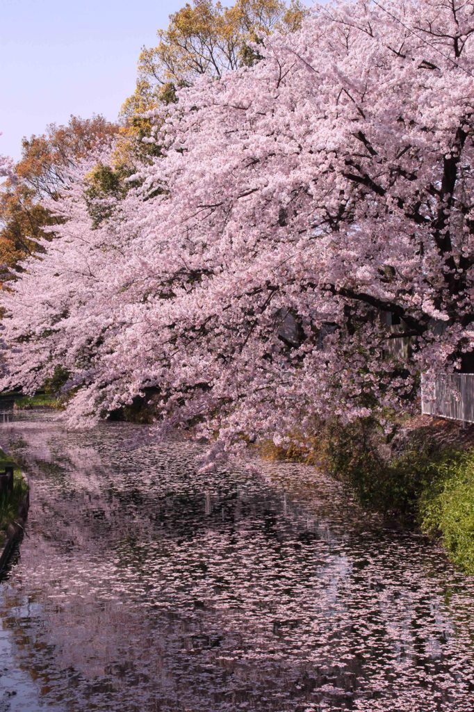 cherry blossom,桜