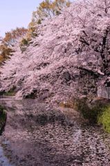 cherry blossom,桜