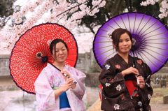  和傘,Sakura,wagasa,cherry blossom,桜