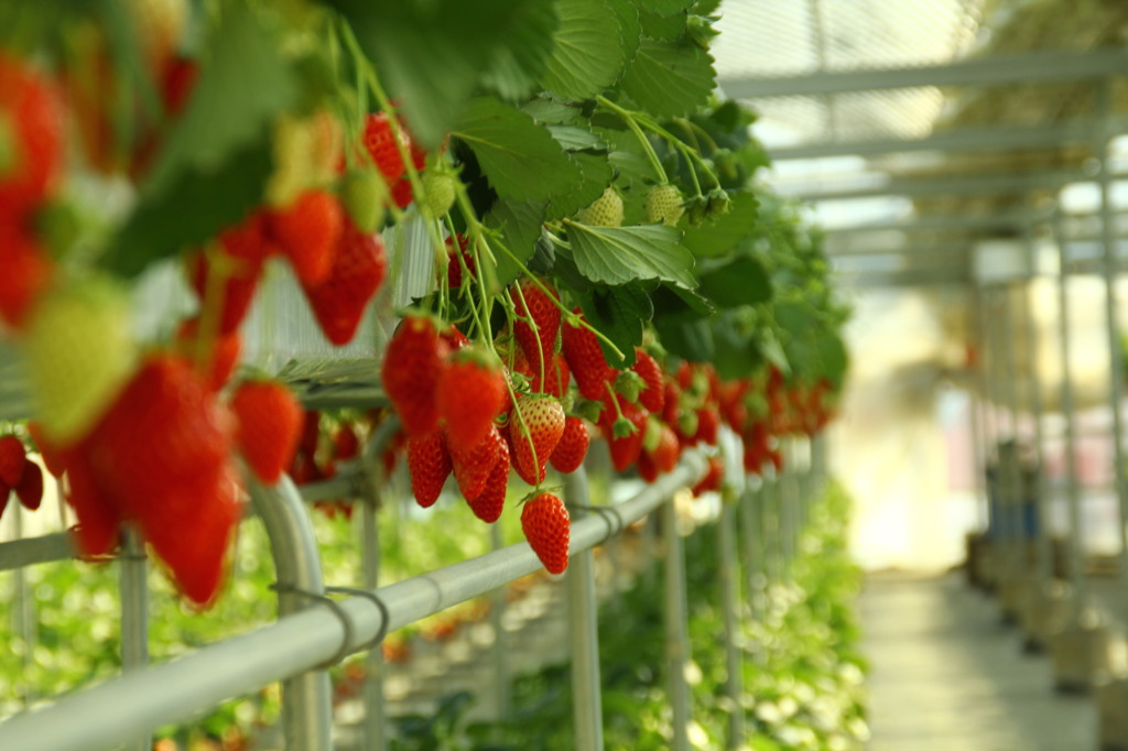 strawberries