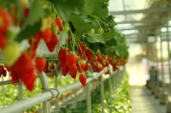 strawberries