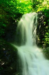 日光