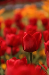 Tulips