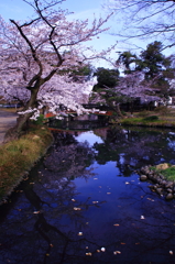 sakura
