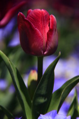 tulipa