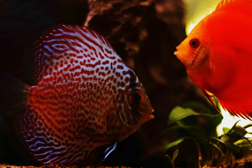 fish