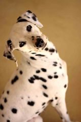 犬ちゃん