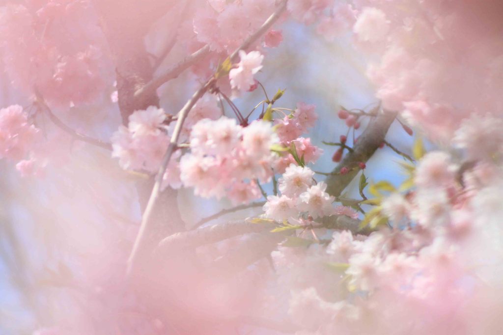 cherry blossom,桜