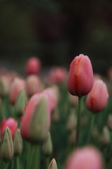 Tulips