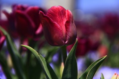 tulipa