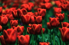 tulipa