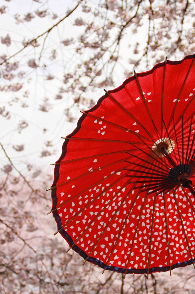 和傘,Sakura,wagasa,cherry blossom,桜