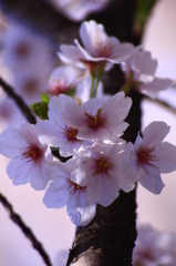 Sakura