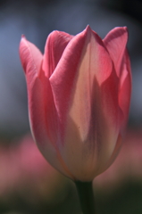 tulipa