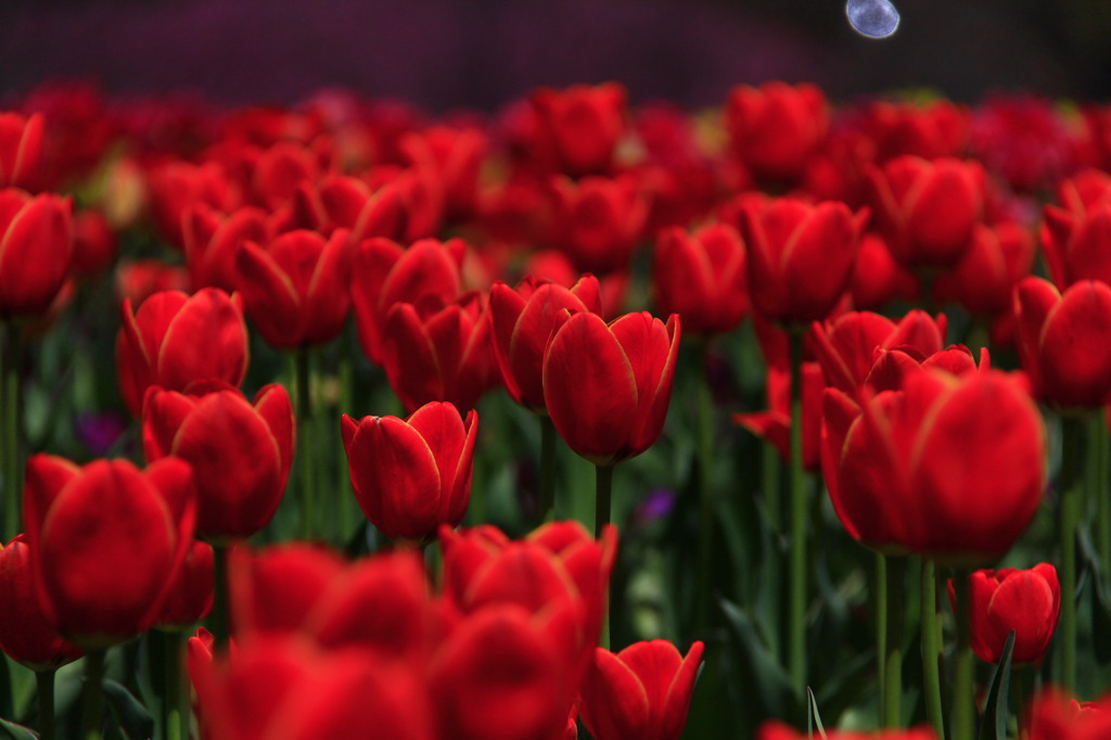 tulipa