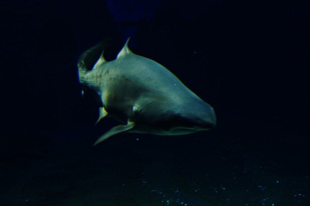 水族館