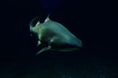 水族館
