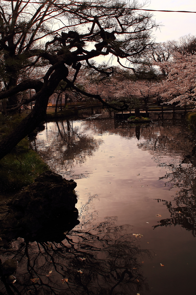 sakura