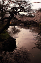 sakura
