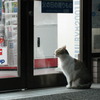 コンビニねこ