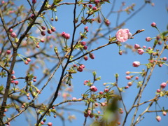 一輪の桜