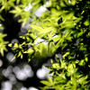 夏の楓