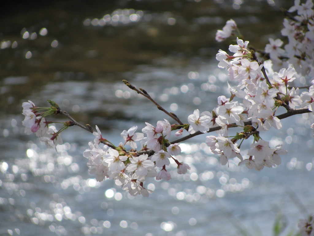 川沿いの桜