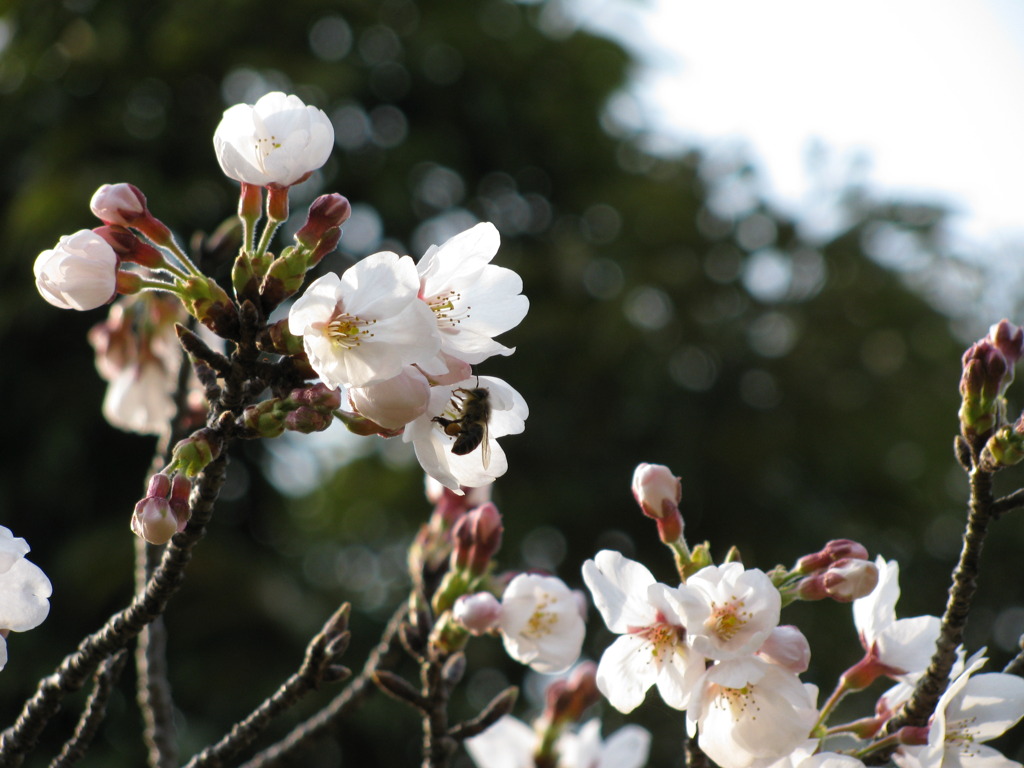 桜とミツバチ