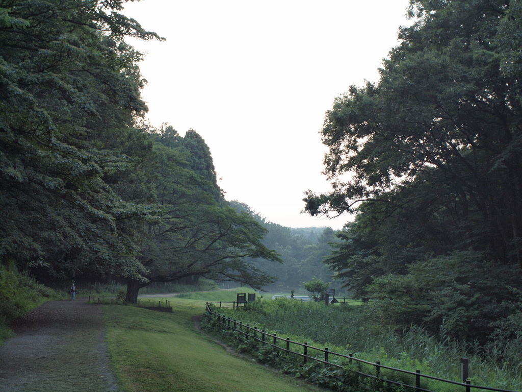 夏の早朝に