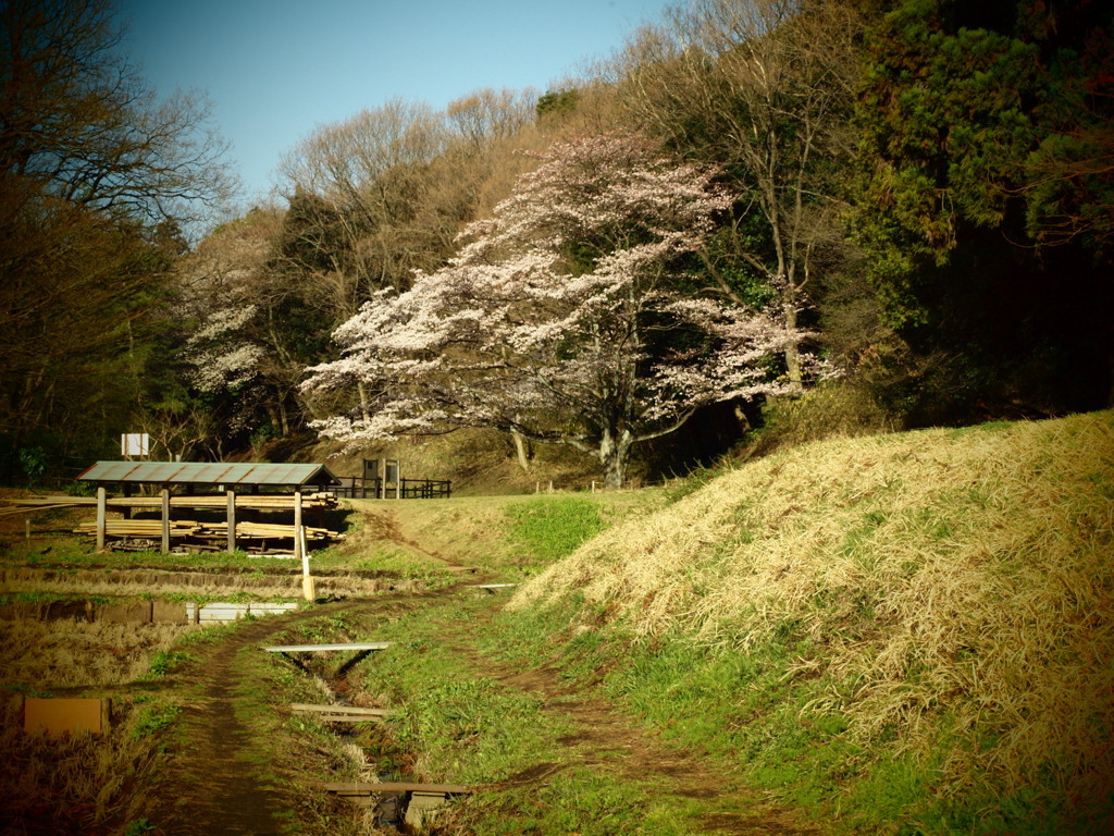 120407 今年の一本桜1