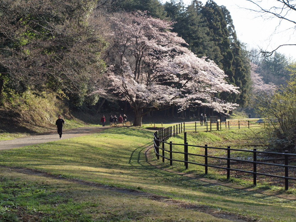 120407 今年の一本桜2