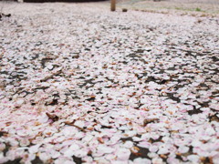 120415桜が散って６