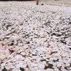 120415桜が散って６