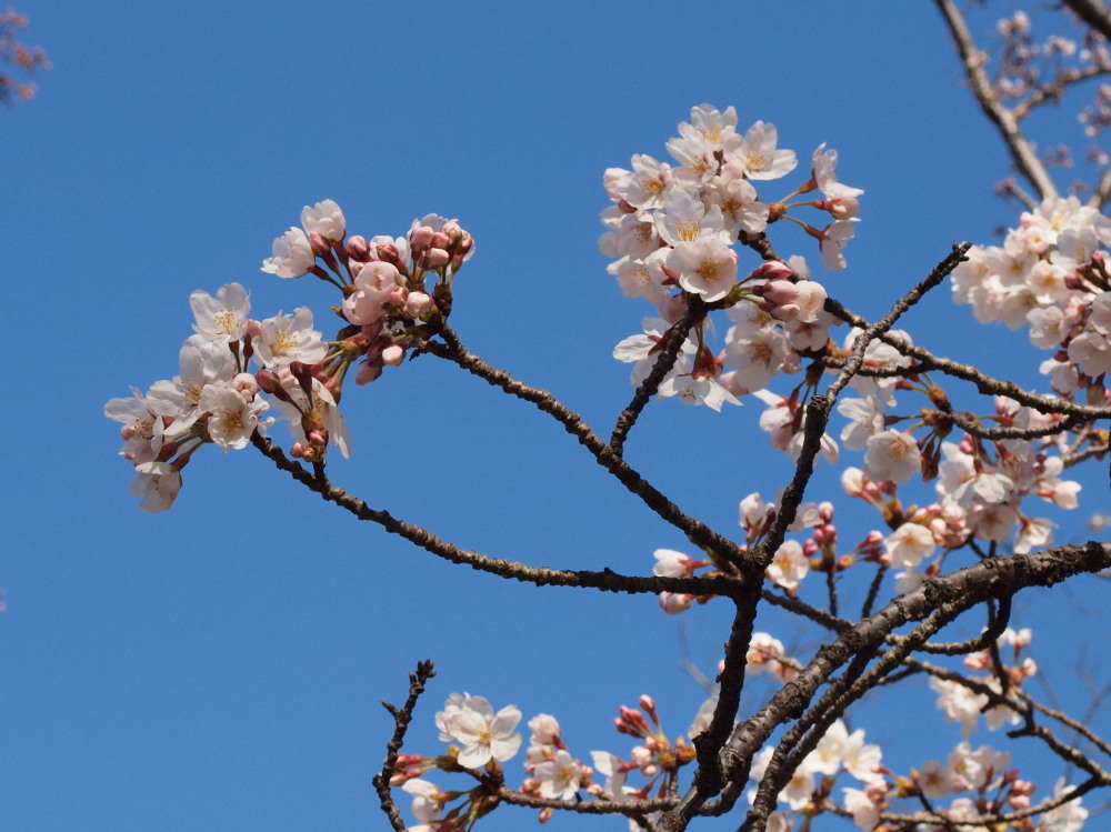 120408桜咲く３