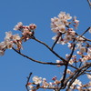 120408桜咲く３