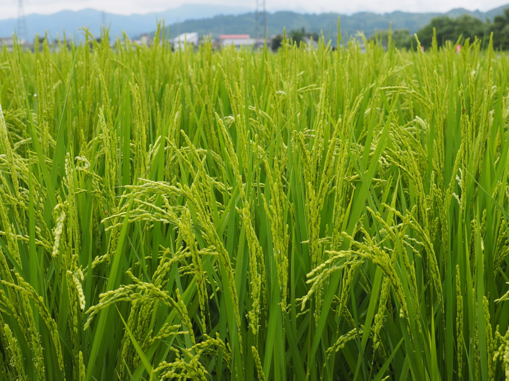 盛夏の稲穂