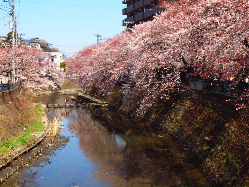 春の川面