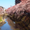 春の川面