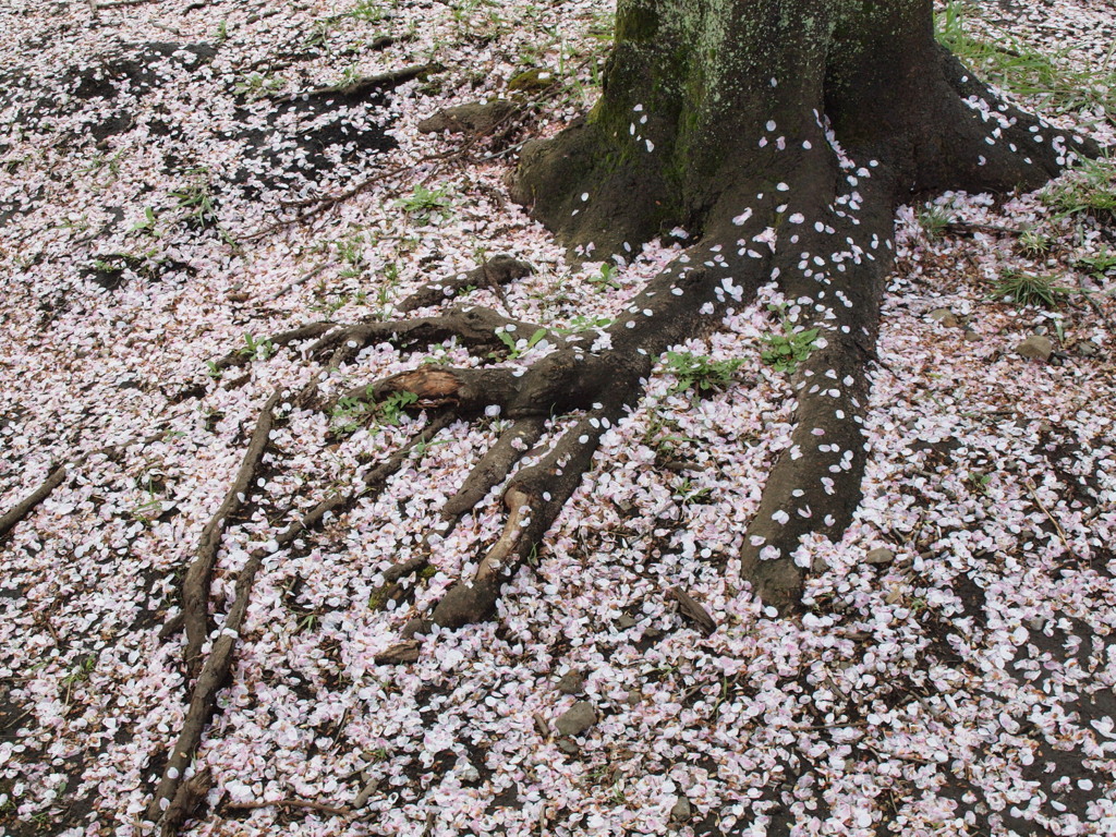 120415桜が散って４