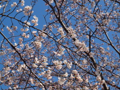 120408桜咲く５