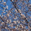 120408桜咲く５