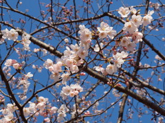 120408桜咲く２