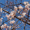 120408桜咲く２