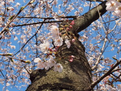 120408桜咲く１