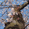 120408桜咲く１