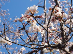 120408桜咲く４