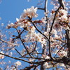 120408桜咲く４