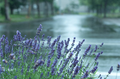 雨のにおいとラベンダー