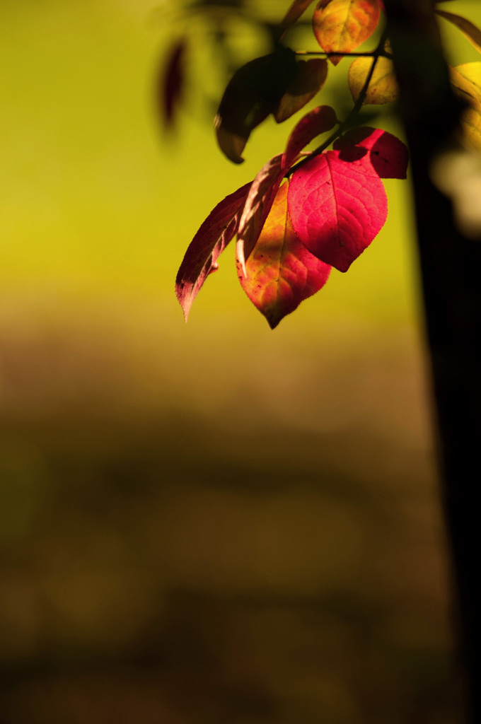 紅に染めて。